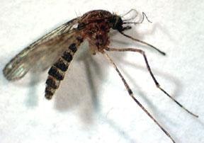 May contain: mosquito, insect, invertebrate, and animal