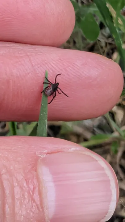A close-up of a tick on a finger, perched on a blade of grass. The tick appears small and dark against the skin.