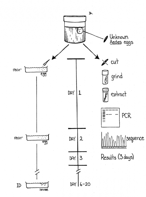 Diagram outling the process from eggs to testing.  The first step is finding unknown mosquito eggs, next the eggs are cut and ground up, then the DNA is extracted from the eggs, and the DNA is subjected to PCR.  The results are a DNA sequence that can be compared to determine the species of mosquito that laid the eggs.