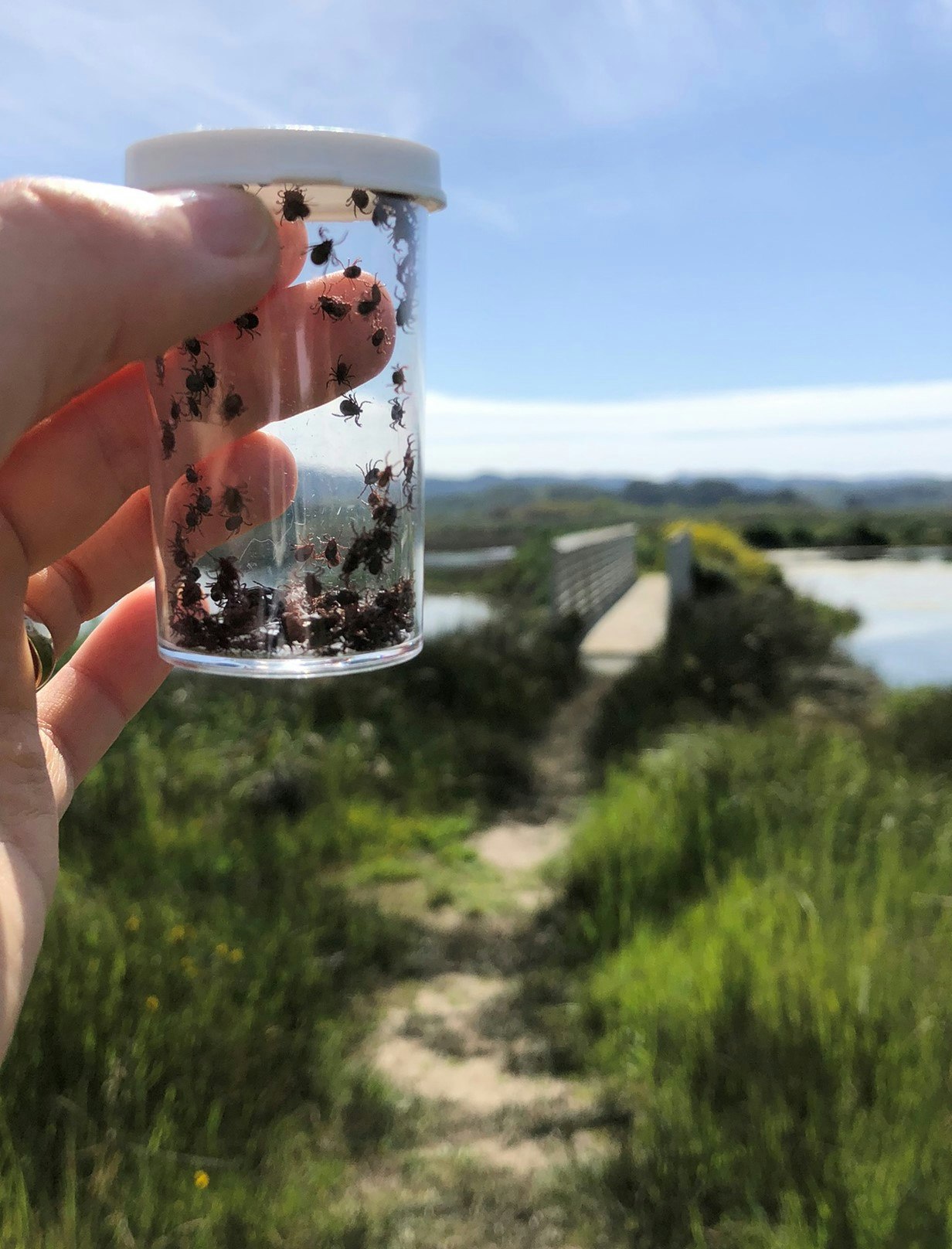 Photograph of a hand holding a clear vial containing many small ticks. The background is a grassy area with a blue sky.