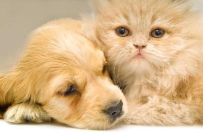 A puppy and a kitten snuggled up together.