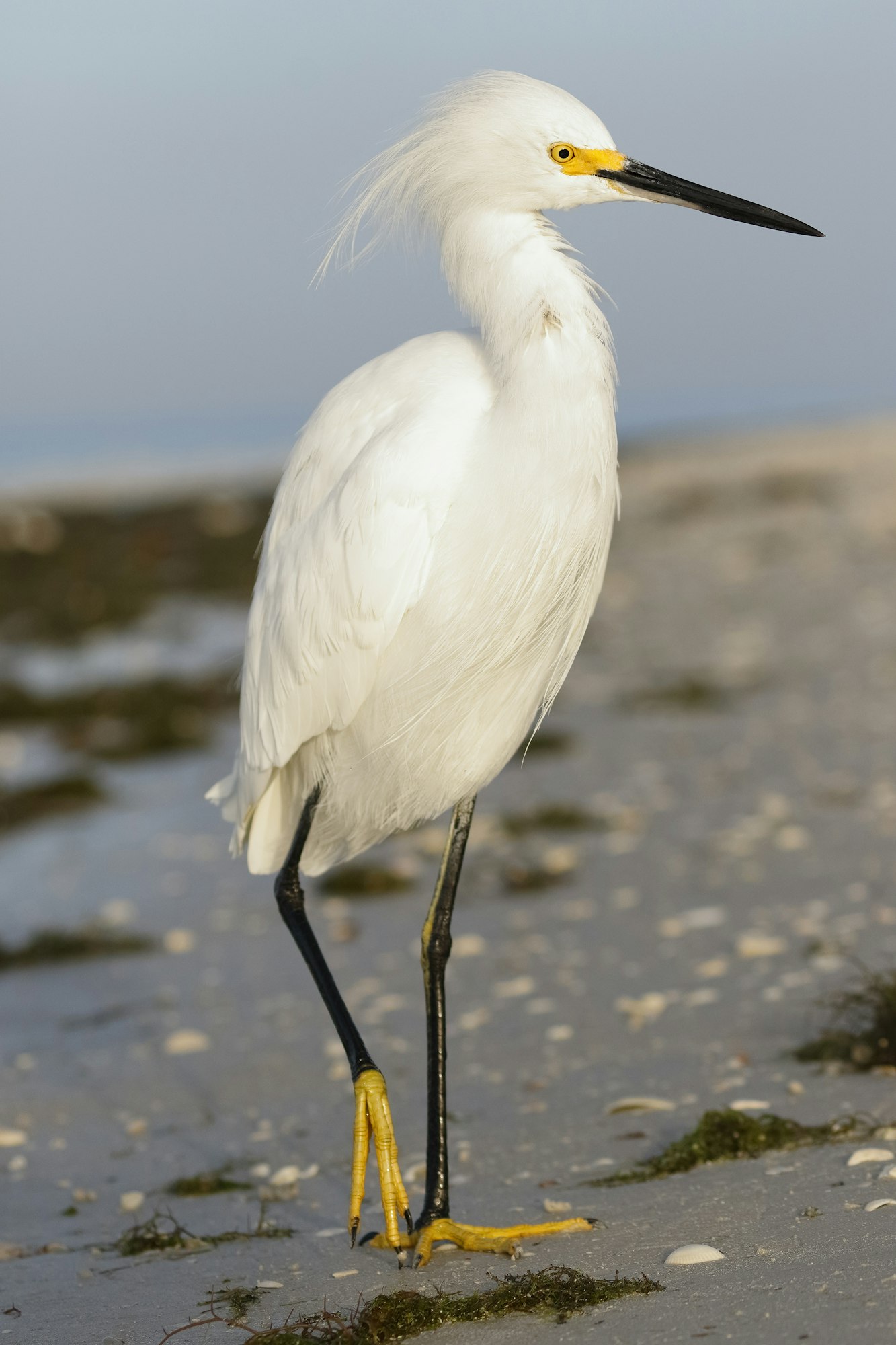 May contain: bird, animal, waterfowl, heron, ardeidae, egret, crane bird, and stork