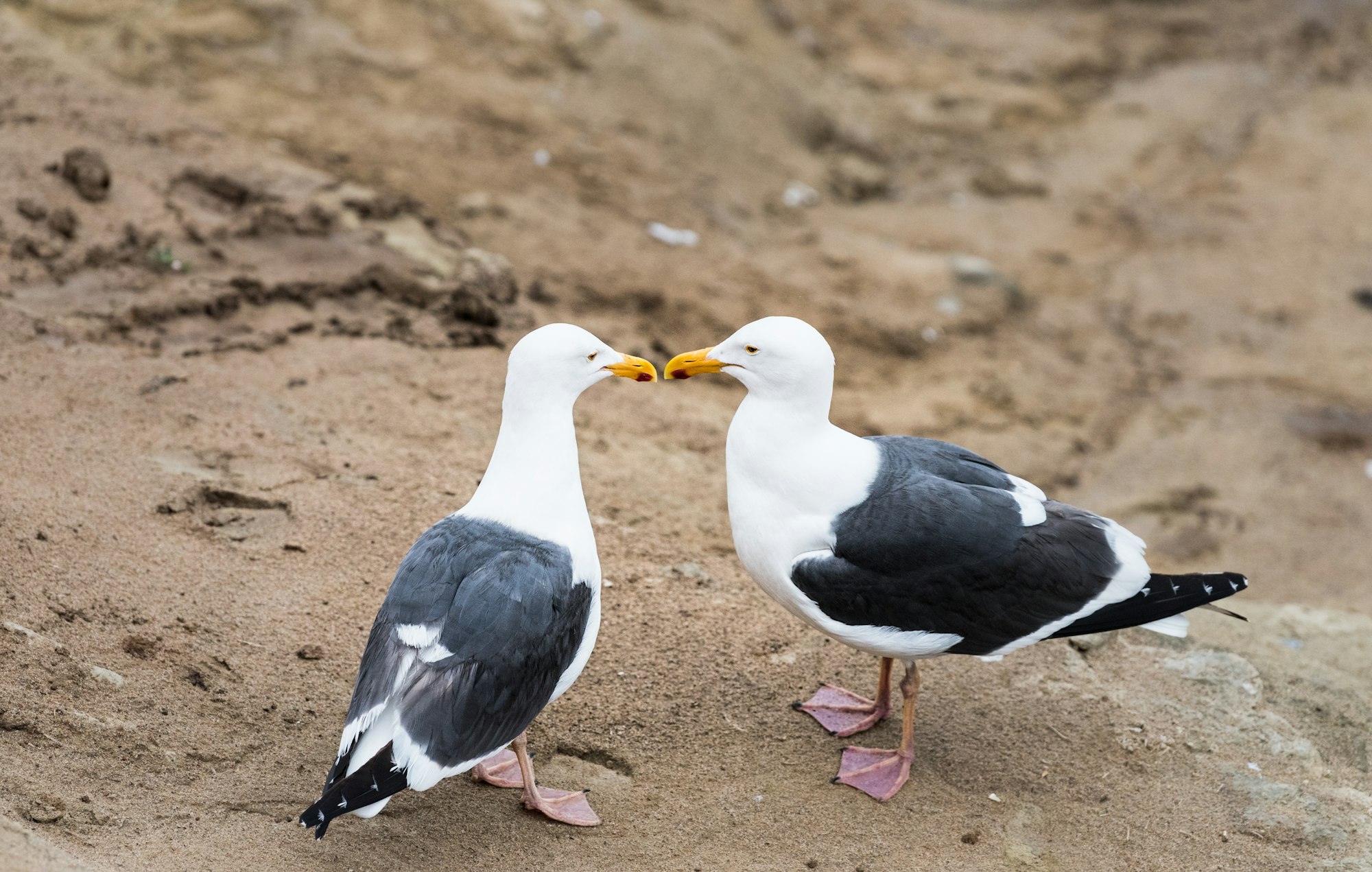 May contain: bird, animal, beak, and seagull