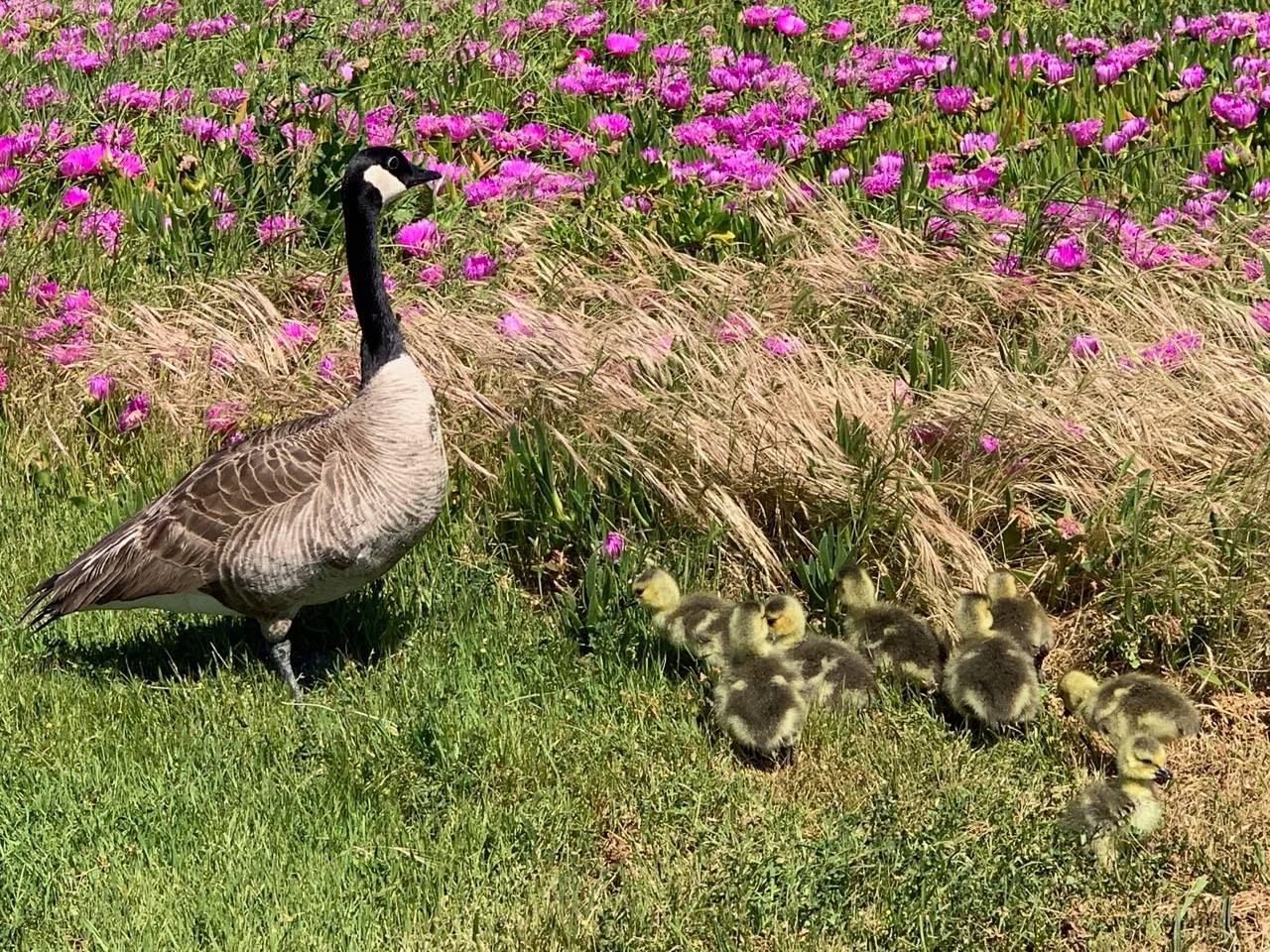 May contain: animal, bird, plant, geranium, flower, and blossom