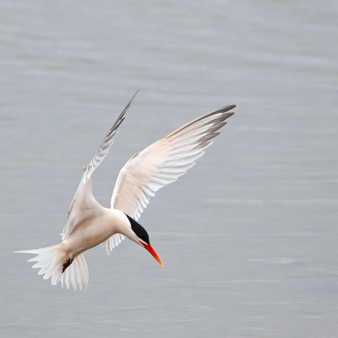 May contain: bird, animal, flying, waterfowl, heron, ardeidae, and egret