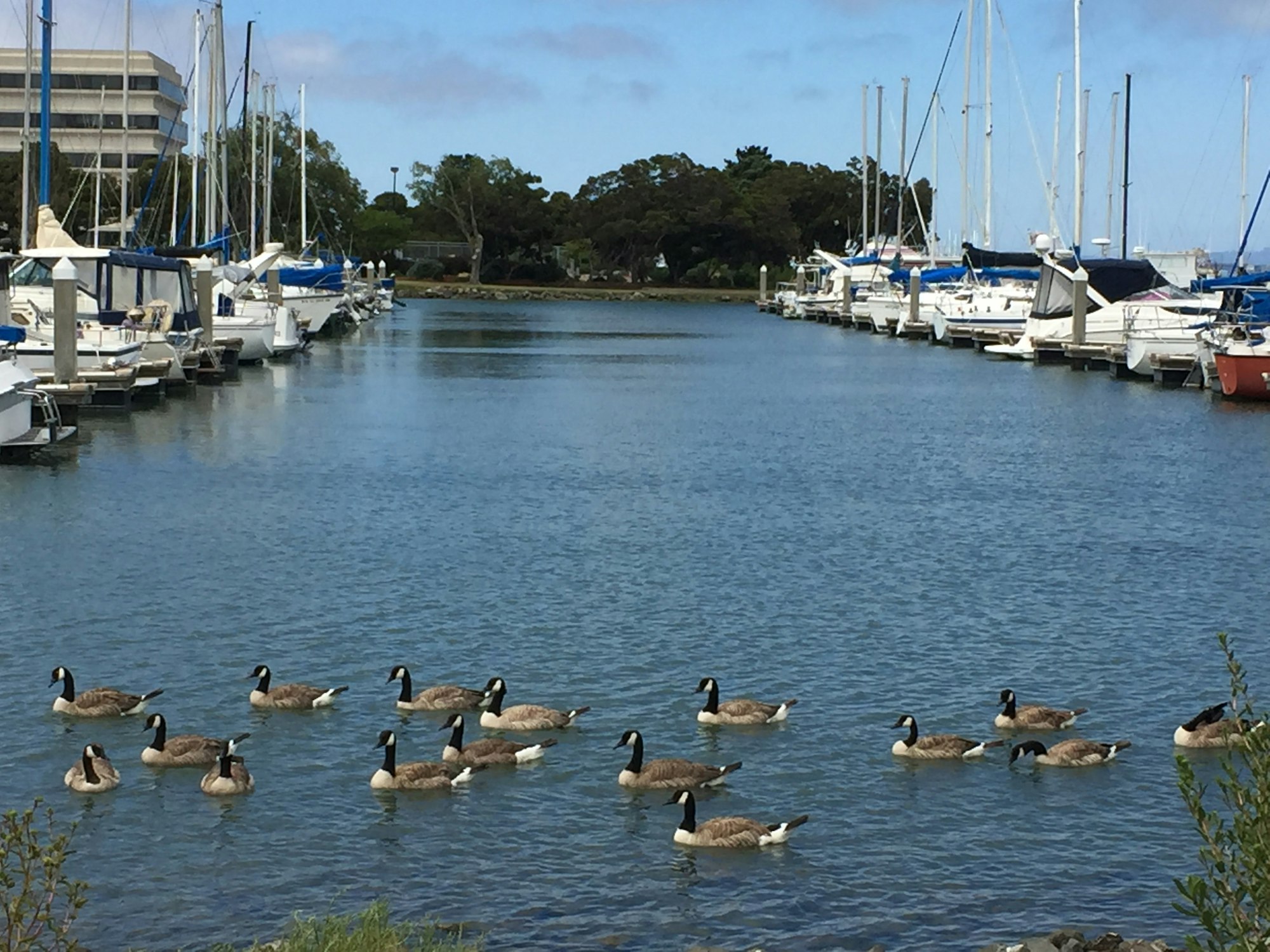May contain: water, vessel, transportation, vehicle, watercraft, waterfront, marina, bird, animal, pier, port, and dock