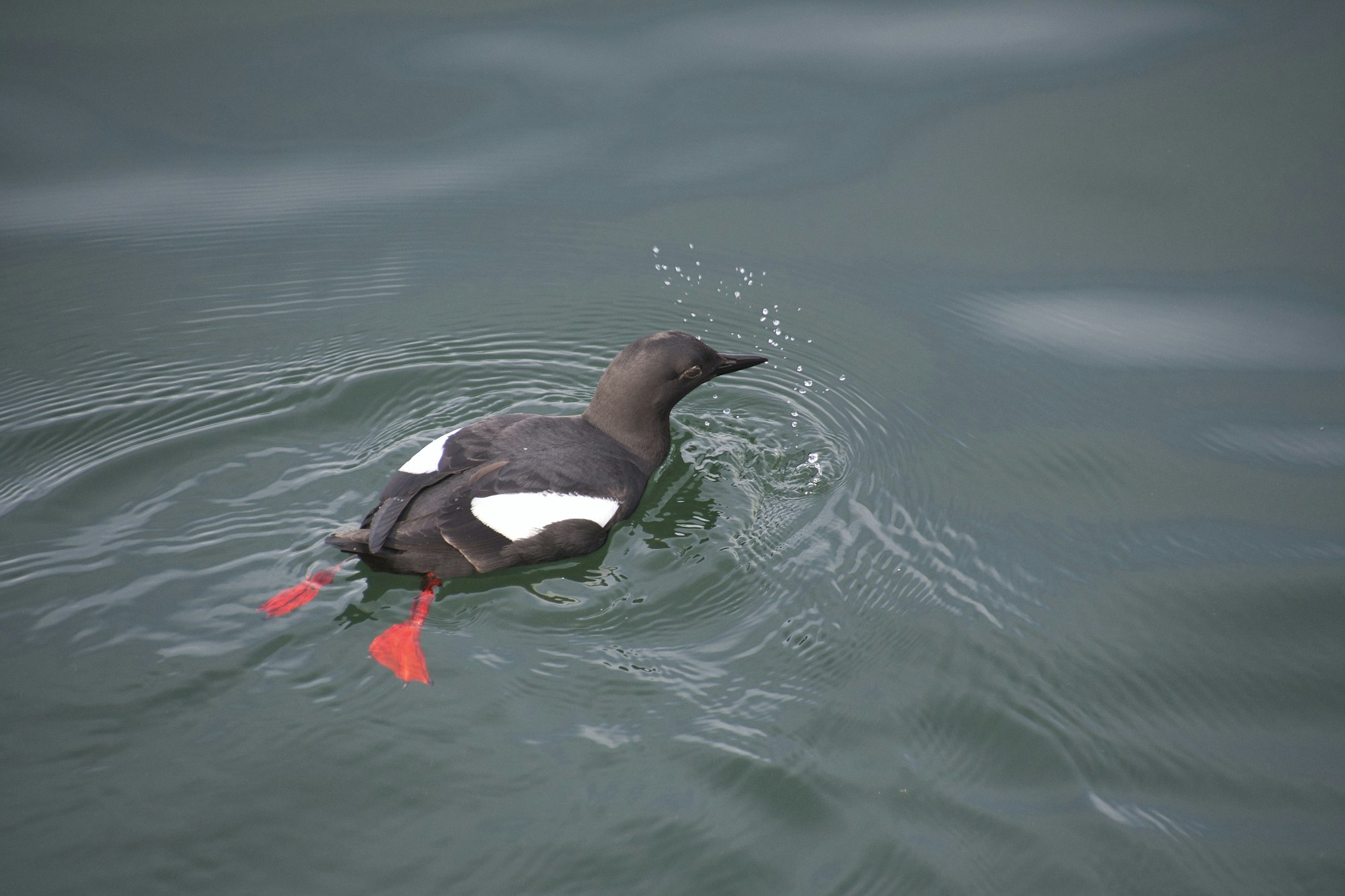 May contain: bird, animal, water, outdoors, duck, and ripple