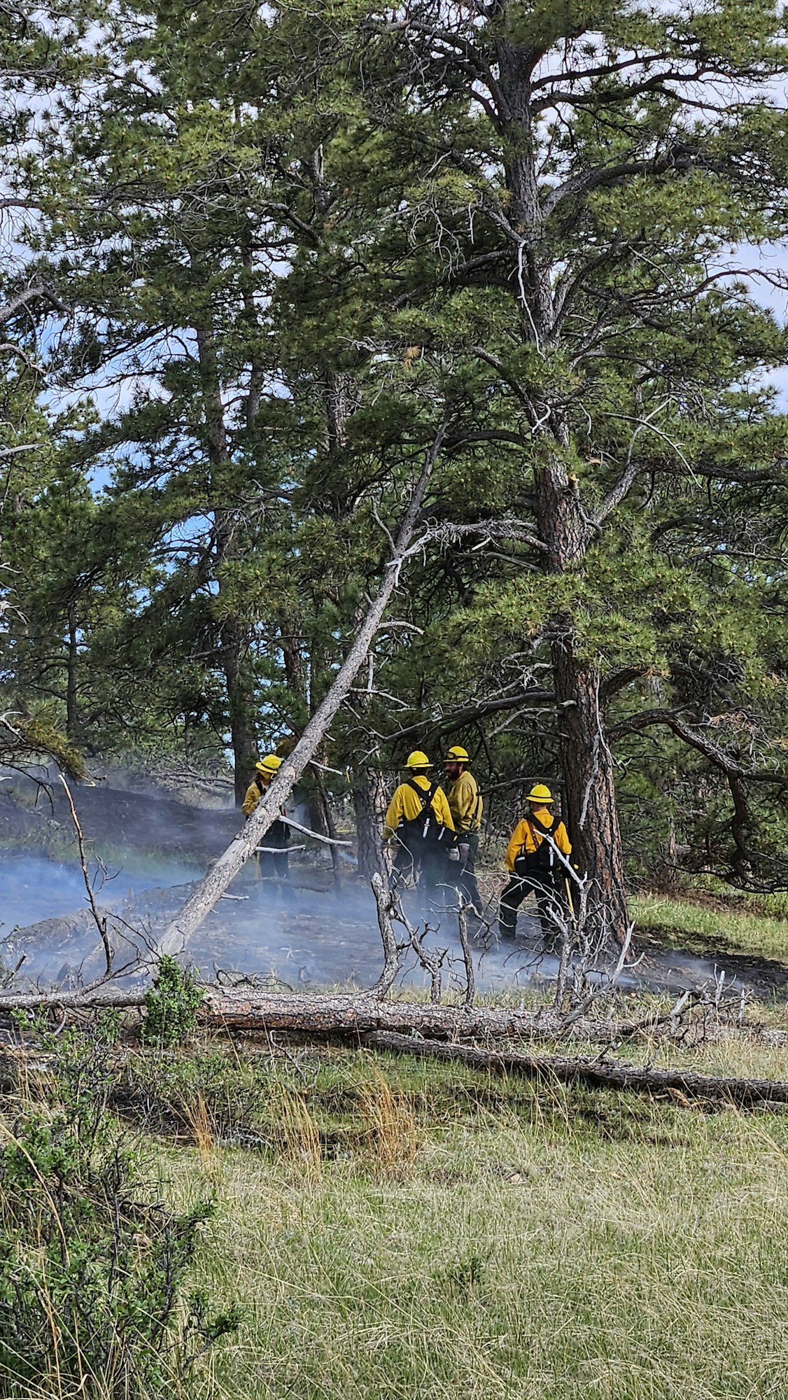 Firefighters in yellow gear amidst trees possibly dealing with a forest fire situation.