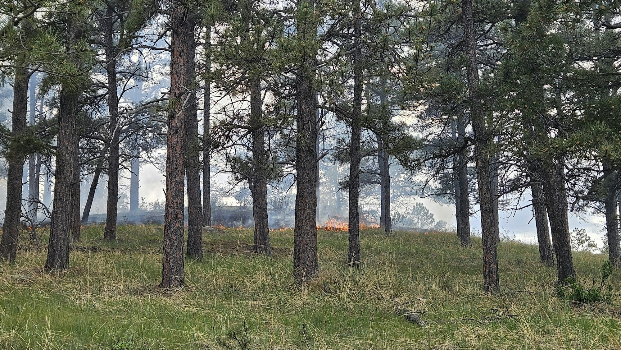 Pine forest with a grass fire burning in the background and smoke rising among the trees.