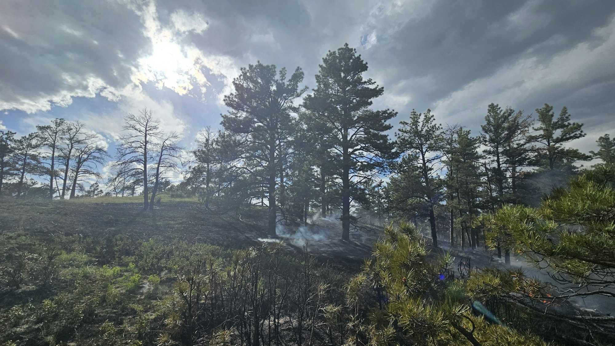 A forested hill with smoke among trees under a cloudy sky.