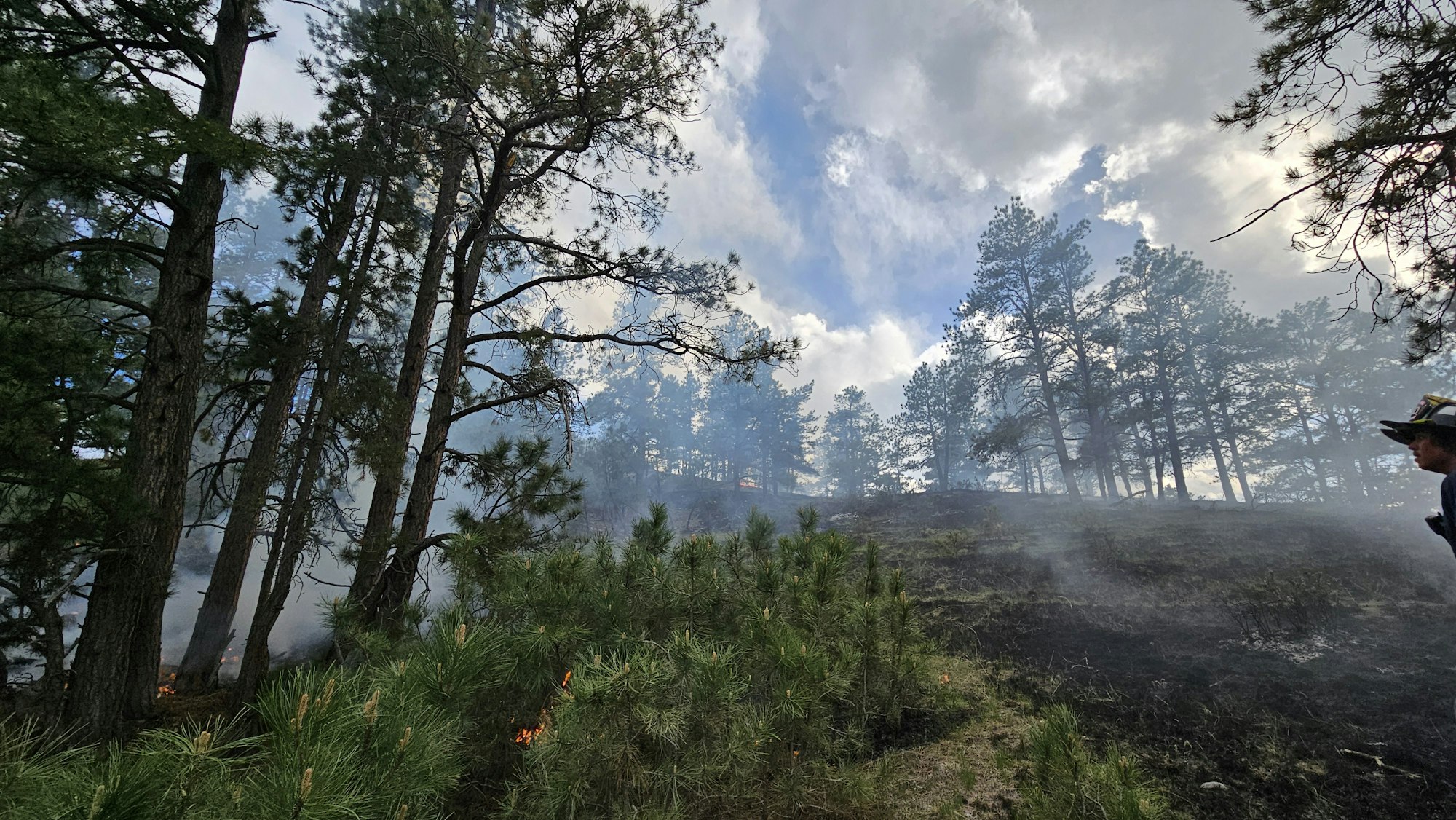 Pine trees, a small fire, smoke, and a person in a helmet, suggesting wildfire control efforts in a forest.