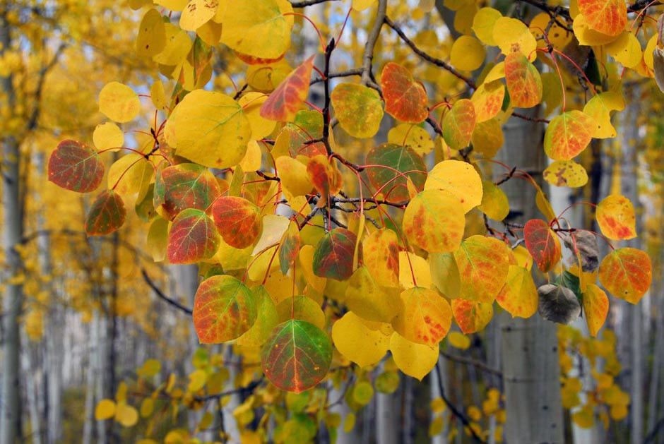 A close-up of colorful autumn leaves in shades of yellow, green, and hints of red against a backdrop of aspen trees.