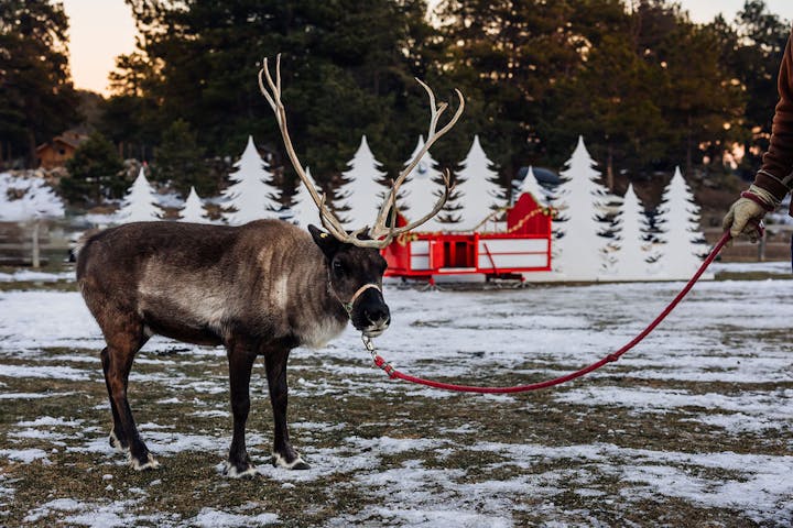A reindeer on a leash standing on snowy ground, with a Christmas sleigh and tree decorations in the background.