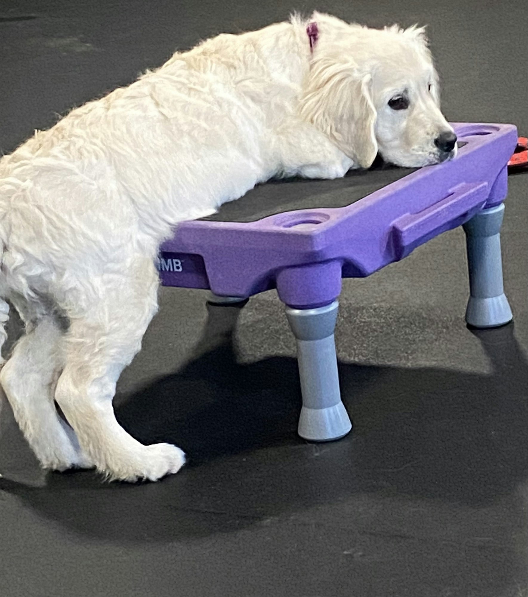 A white dog resting its head on a purple platform with short legs, looking relaxed.
