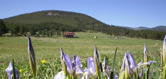 A scenic view of a meadow with purple flowers in the foreground and a mountainous backdrop with a red-roofed house.