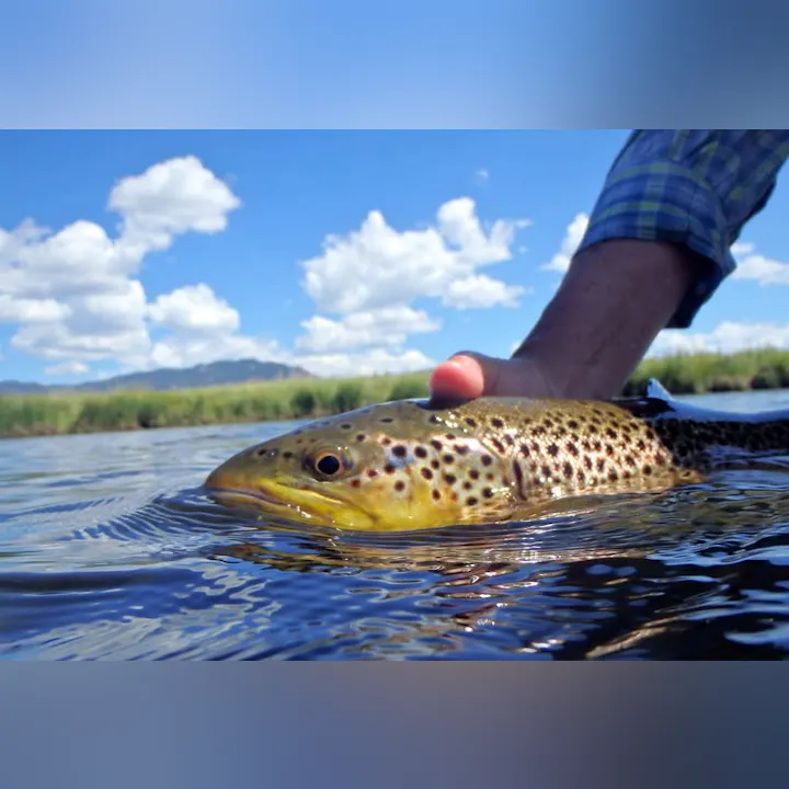 A person is holding a brown trout in a river, with a blue sky and fluffy clouds in the background.