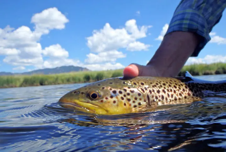 A person is holding a brown trout in a river, with a blue sky and fluffy clouds in the background.