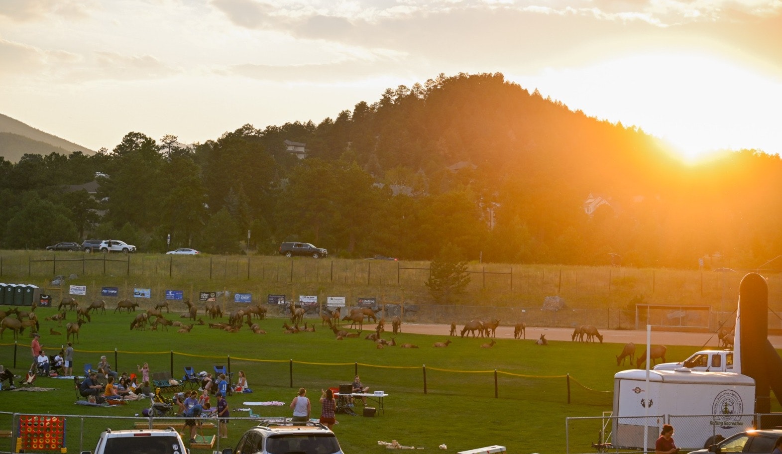 People relaxing on a field with elk nearby, trees and a sunset in the background.