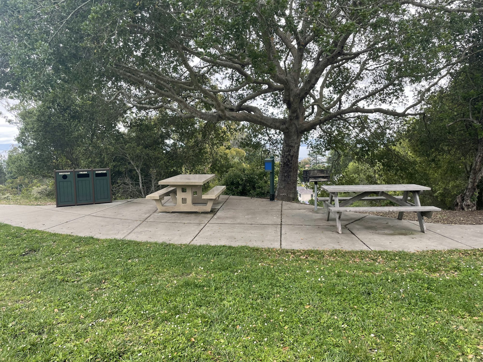 Park scene with picnic tables, trash bins, and a large tree on a grassy area.