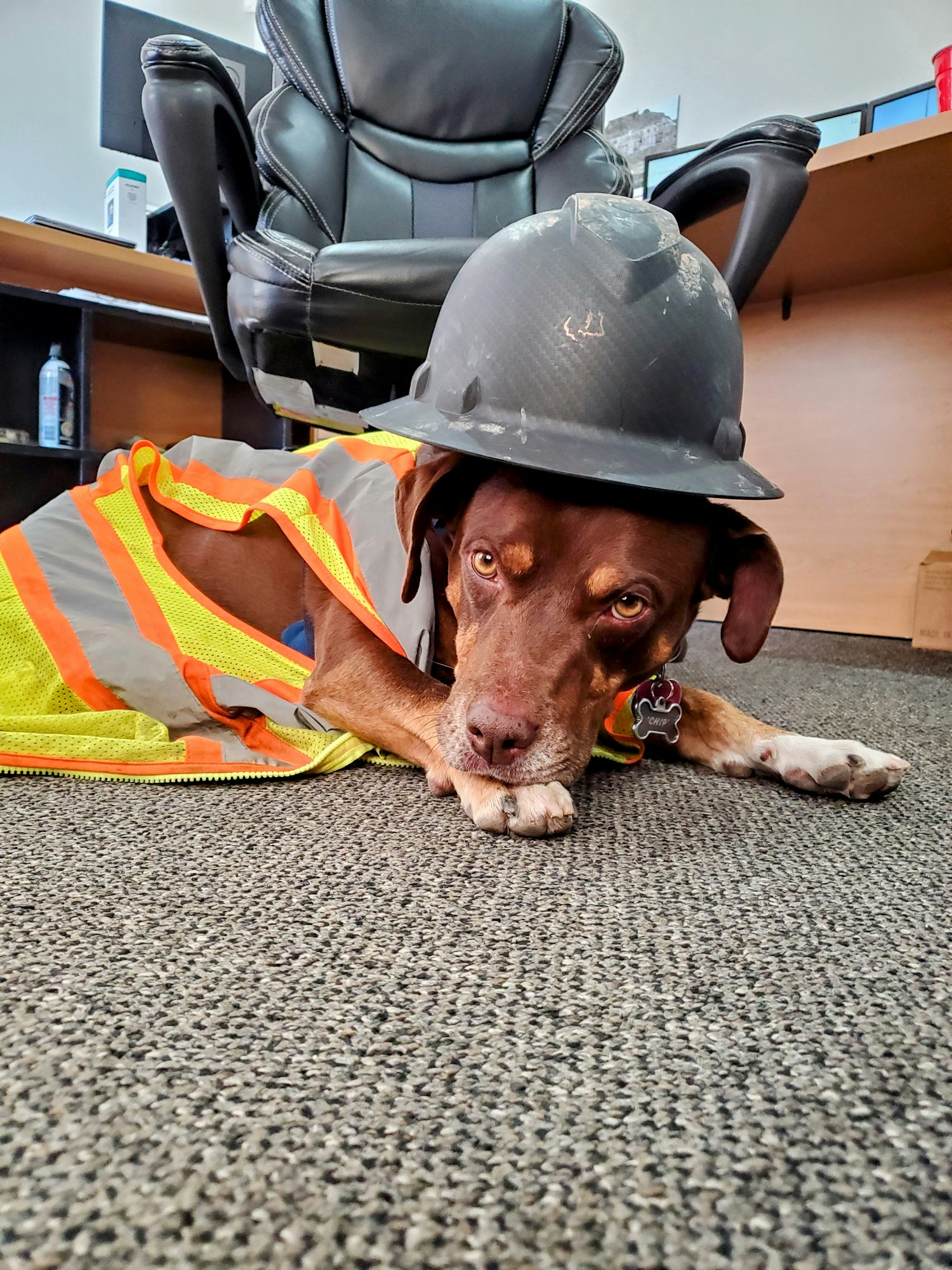 A dog wearing a safety vest and hard hat, lying on the floor in an office.