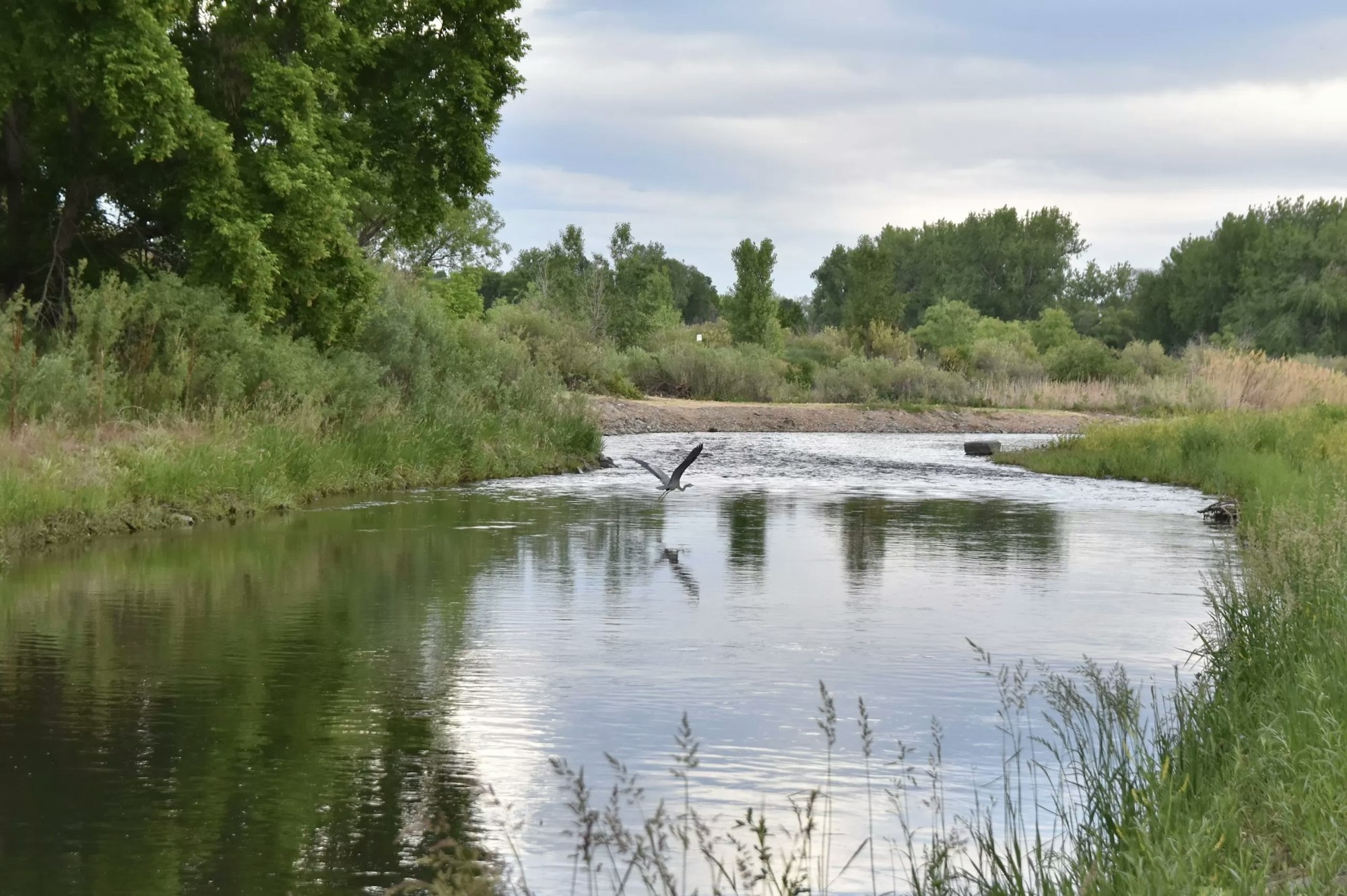 A tranquil river flows with lush greenery on banks and a bird in mid-flight reflected in the water.