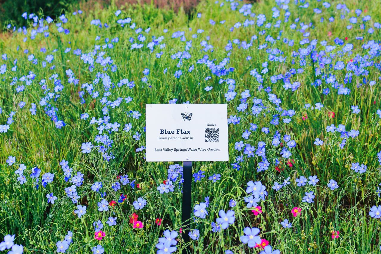 Field of blue flax flowers with a sign reading "Blue Flax, Linum perenne lewisii, Bear Valley Springs Water Wise Garden."