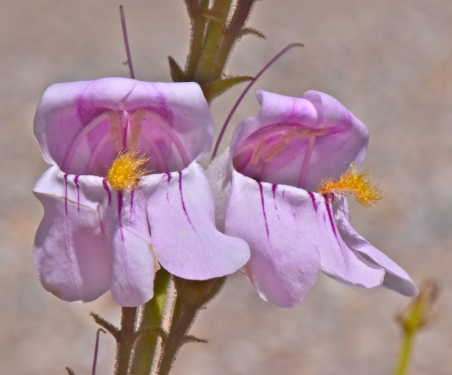 Two light purple flowers with yellow centers on a stem.