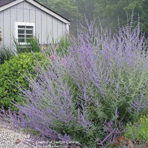 A garden with purple flowers, green bushes, and a gray shed in the background.