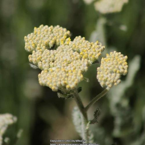 Close-up of a cluster of small, pale yellow flowers with a soft focus background.