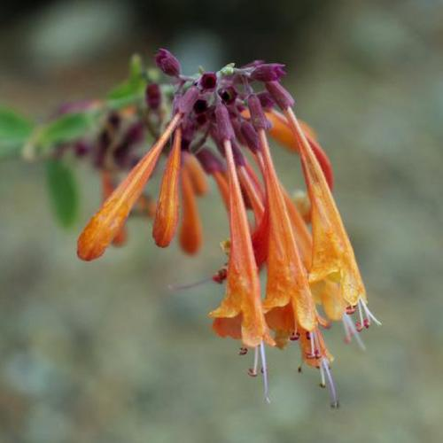 Close-up of orange trumpet-shaped flowers with long stamens, hanging from a stem.