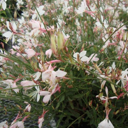 A cluster of delicate pink and white flowers with slender green stems.