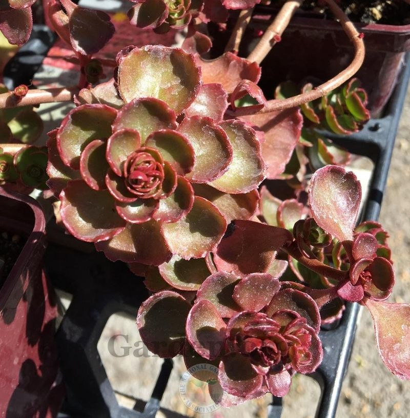 Close-up of a succulent plant with red and green rosette-shaped leaves.