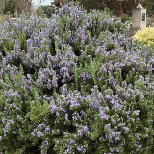 Bush with small purple flowers in a garden setting.