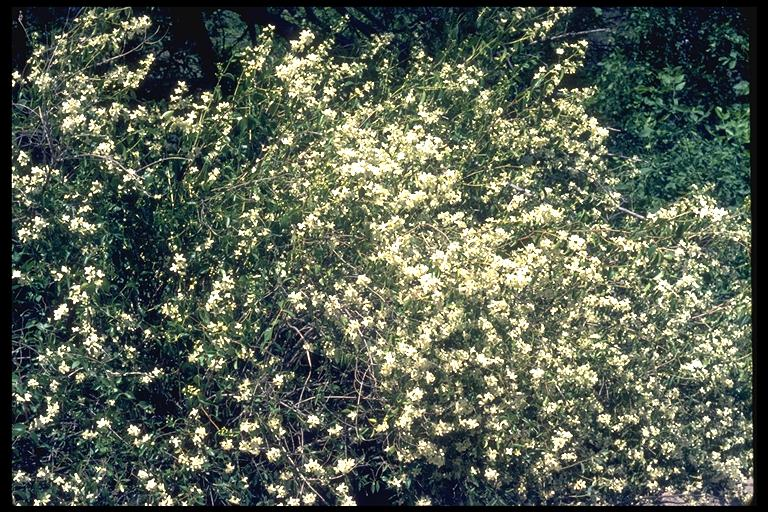 A dense bush with numerous small, light yellow flowers against a backdrop of green foliage.