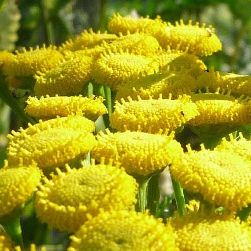 Close-up of bright yellow Tansy flowers with textured, button-like shapes.