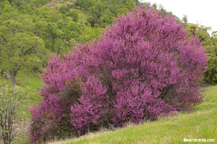 Vibrant pink flowering bush on a hillside, surrounded by green trees and grass.