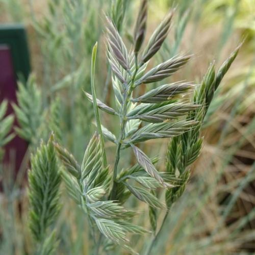 Close-up of green and purple grass with slim, pointed leaves, in a natural outdoor setting.