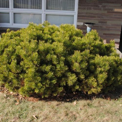 A large, dense green shrub is in front of a brick building with windows.