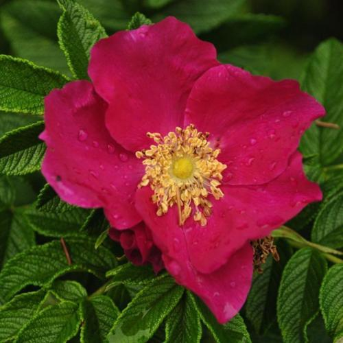 A vibrant pink wild rose with raindrops on petals, surrounded by lush green leaves.