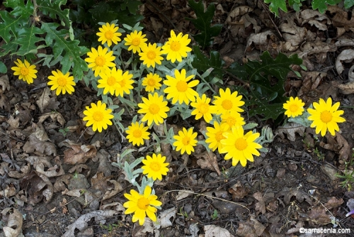 Bright yellow flowers with green leaves on a background of dry leaves and soil.