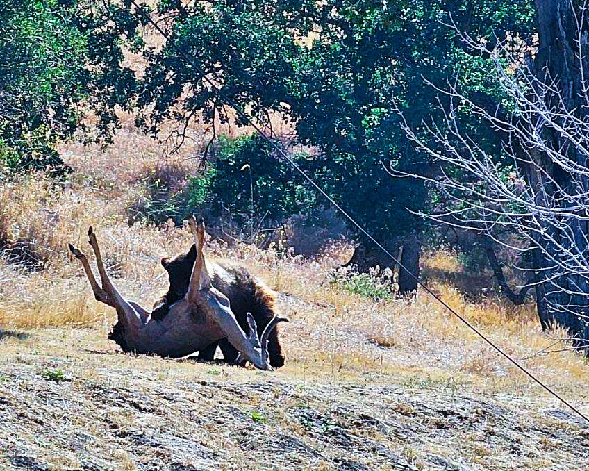 A bison is standing over a fallen deer in a grassy area with trees in the background.