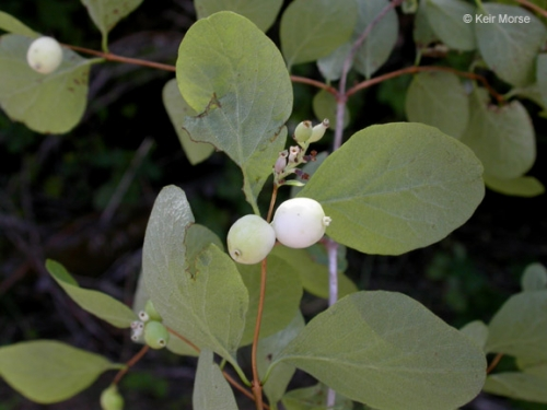 Plant with green leaves and small white berries.