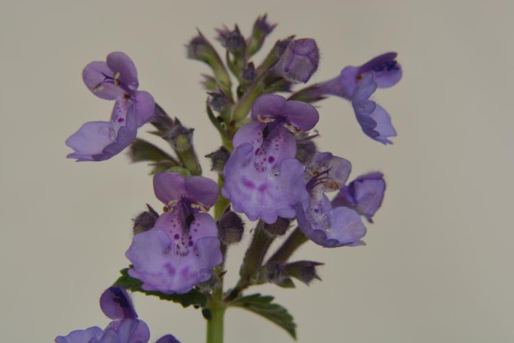 Close-up of purple flowers with spotted petals on a light background.