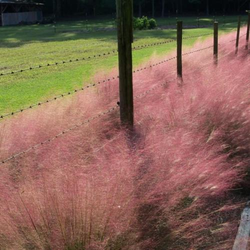 A fence with barbed wire, surrounded by pink ornamental grass, bordering a grassy field.