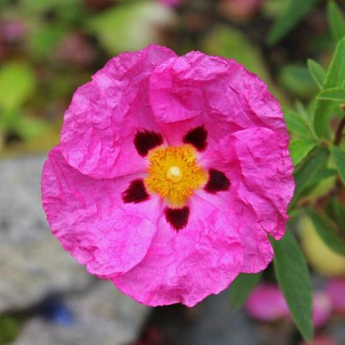 A vibrant pink flower with a yellow center and dark spots on its petals, surrounded by green leaves.