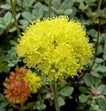 A bright yellow cluster of flowers with green foliage in the background.