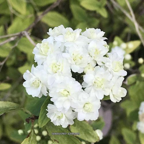A cluster of small, white flowers surrounded by green leaves.