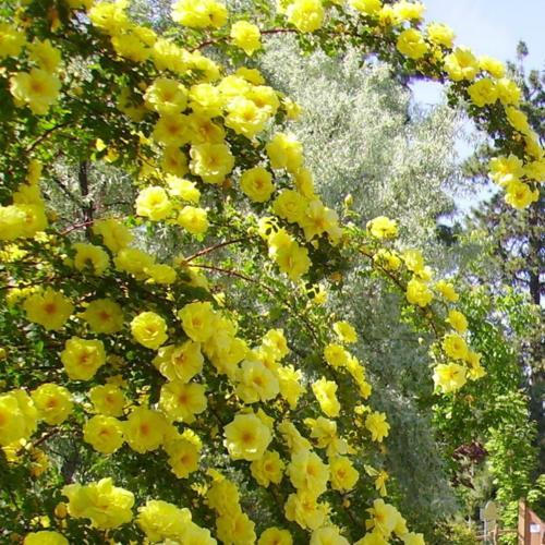 A lush arbor covered in vibrant yellow flowers against a backdrop of trees and greenery.
