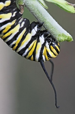A black, yellow, and white striped caterpillar hanging from a green stem.