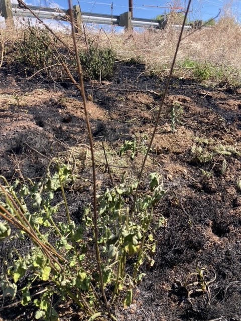 Burnt ground with some green plants and a fence in the background.